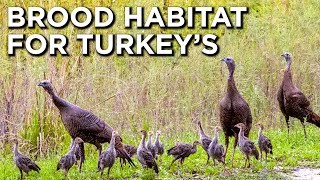 Creating Brood Habitat For Wild Turkeys [upl. by Chapin]