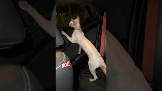 Hairless Cat SPHYNX explores new hellcat NO Scratches seat cat fail funny trending shortsfeed [upl. by Ytsanyd639]