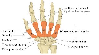 Two Minutes of Anatomy Carpometacarpal Joints CMC Jts [upl. by Schilt]