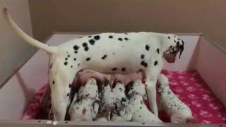 Dalmatian puppies feeding [upl. by Natascha]