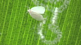 Rugose Spiraling Whitefly laying eggs [upl. by Jervis918]