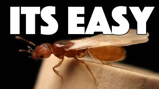 How To Catch A Queen Ant [upl. by Hicks]