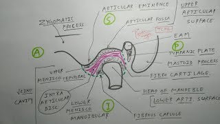 Temporomandibular Joint  1 TMJ Articular surface and joint cavity  TCML [upl. by Eta]