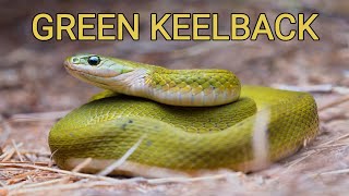 Green keelback from India a poisonous and venomous snake [upl. by Anivad]