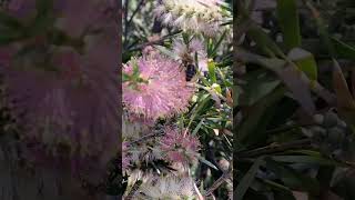 Callistemon sweet burst bee enjoying some nectar bottlebrush pinkflowers [upl. by Hamlen]