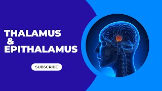 Brain Stem Model  Thalamus amp Epithalamus [upl. by Bushore]