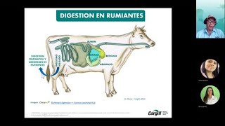 Digestión y metabolismo de nutrientes en rumiantes [upl. by Toombs]