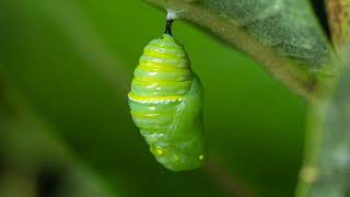 Monarch Butterfly Life Cycle [upl. by Eigroeg]