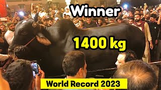 1400 Kg weight heaviest bull of Pakistan  Faisalabad cow mandi 2023 [upl. by Irrehc222]