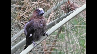 Thick Billed Weaver  filmed by Greg Morgan [upl. by Ilse]