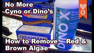 Removing Cyanobacteria and Dinoflagellates using Chemiclean and Dino X [upl. by O'Shee]