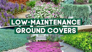 5 Low Maintenance Ground Cover Plants to Prevent Weeds 👍👌  Part 1 💚 [upl. by Aicekat]