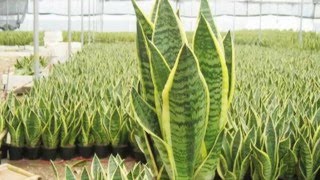 Sansevieria trifasciata [upl. by Allista]