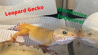 Leopard Gecko Quarantine Setup [upl. by Elocim]