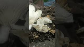 Pleurotus ostreatus on durian husk fungi mushroom [upl. by Antoinette]