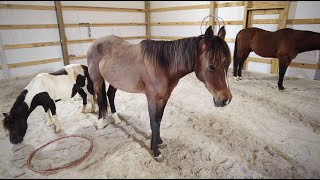 Get to Know Our Equine Therapy Team [upl. by Tedder]