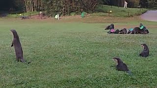 Virgies Vlog is liveA Group of otters Playing and runningotters [upl. by Tullus]