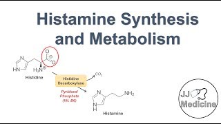 Histamine Synthesis and Metabolism Pathway [upl. by Ynnod786]