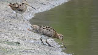 Lathams Snipe Gallinago hardwickii [upl. by Joost723]