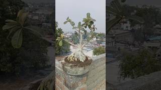 How to grow adenium plants🌿😍indianfarmer indiangardeners gardening phoolpatte adenium shorts [upl. by Sleinad]