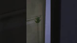 Ever wonder what happens when a frog eats a firefly 🐸  By ‏‎ABC 7 Chicago‎‏  Facebook [upl. by Vins]