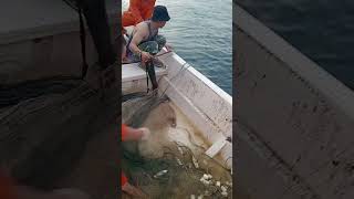 How to haul gillnet shorts [upl. by Zawde]