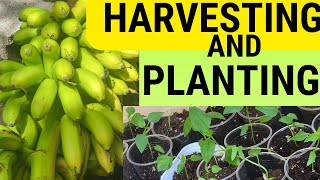 HARVESTING BANANASTRANSPLANTING MINI BELL PEPPERS BEEF STEAK TOMATOAMENDING GREENSTALK SOIL [upl. by Harriot]