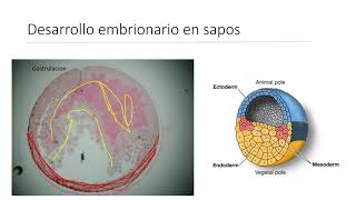 Neurofisiología y Psicof A desarrollo partes de la neurona ontogenésis del sistema nervioso [upl. by Milburn]