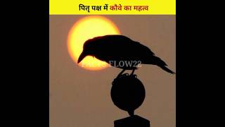 पितृ पक्ष में कौवे का महत्व 🕉️🕉️🕉️ Importance of crow in Pitru Paksha shorts viral [upl. by Halima]