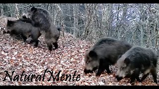 EL CELO DEL JABALÍ 🐗 Wild Boars Mating Season con GardePro E5S [upl. by Derron996]