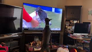 Doberman barking at dogs on TV [upl. by Sik508]