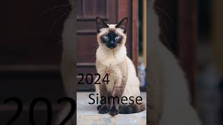 2024 siamese and 5000bce siamese animals trending [upl. by Odeen]