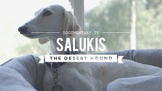 ALL ABOUT LIVING WITH SALUKIS THE DESERT HOUND [upl. by Assyla]