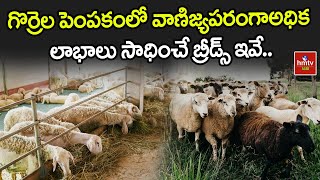 గొర్రెల పెంపకంలో వాణిజ్యపరంగాఅధిక లాభాలు సాధించే బ్రీడ్స్ ఇవే  Nelathalli  hmtv Agri [upl. by Brine174]