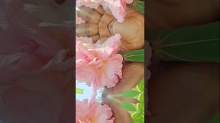 How to fertilise HibiscusMutabilis স্থলপদ্ম  From bud to flower trending ytshortshort [upl. by Etyak]