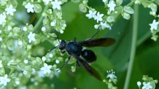 Scolia fascinata Scoliid Wasp Nectaring アカスジツチバチ♀がオトコエシの花で吸蜜 [upl. by Norad314]