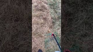 Second application of lawn killer for the renovation [upl. by Fennell]