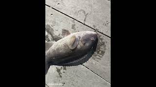 Pier fishing for the first time in New Jersey fishing [upl. by Pavior]