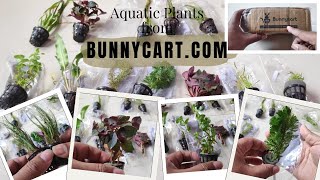 Low Tech Aquatic Plants from Bunnycartcom  Full Detail Review  Non Sponsored  GC Pet vlogs [upl. by Alake]