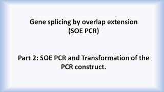 Part 2 Overlap Extension PCR Construct Preparation and DNA Transformation [upl. by Amjan]