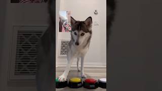 Cuando Sapphie la Pomsky hace videollamada mientras sus papás están de vacaciones 📱🐾😂 [upl. by Rebane944]