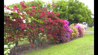 Bougainvilleas [upl. by Anael]