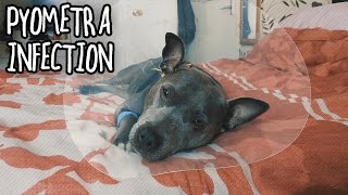 My Staffy amp Her Pyometra Infection After Surgery [upl. by Waldemar150]