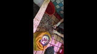 Using scissors to cut Enhydris Water Snakes apart in a wet market in China 劏水蛇 [upl. by Joshia]