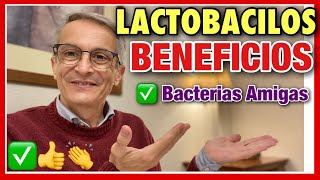 LACTOBACILLUS 👉 BENEFICIOS ❤️ MICROBIOMA ⭐️BACTERIAS AMIGABLES [upl. by Attiuqram]