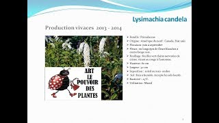 Lysimachia candela plante vivace [upl. by Alic]