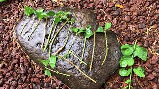 Growing JASMINE cuttings Pikake  Jasminum Sambac [upl. by Clarabelle]