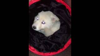 White German Shepherd dog playing  Luna and the tunnel [upl. by Gerianna]