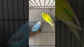 Most Beautiful Budgies Song  Parakeets Singing and Chirping in Cage  KichirMichir [upl. by Oal]