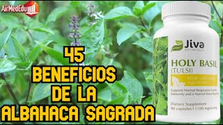 45 Beneficios de la Albahaca Sagrada [upl. by Adnwahsat204]